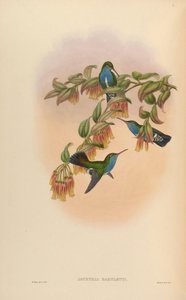 Agyrtria Bartletti = Amazilia Lactea Bartletti by John Gould